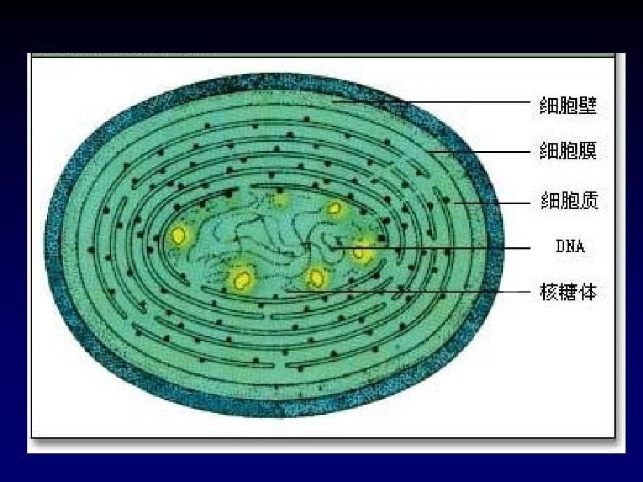 必修一 第1章第2节 细胞的多样性和统一性-医学资料_第5页