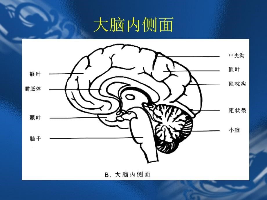 MRI解剖—颅脑-医学资料_第5页