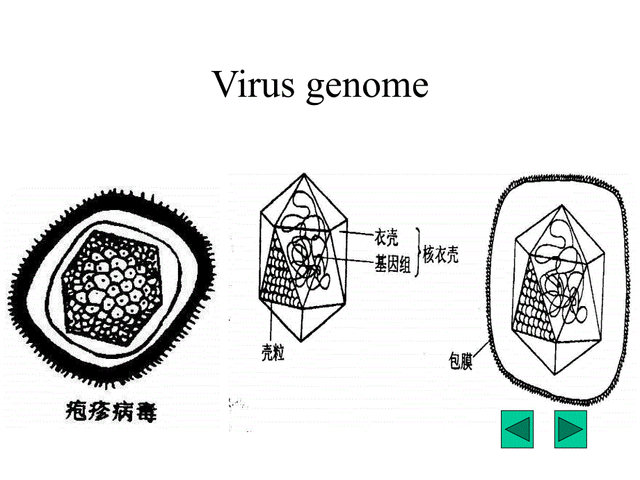 病毒基因组核酸的主要类型-医学资料_第2页