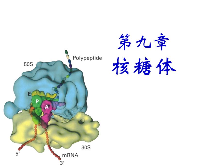 chapter9核糖体(ribosome)-医学资料_第1页