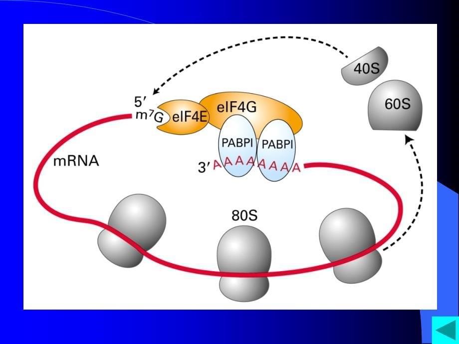 chapter9核糖体(ribosome)-医学资料_第5页