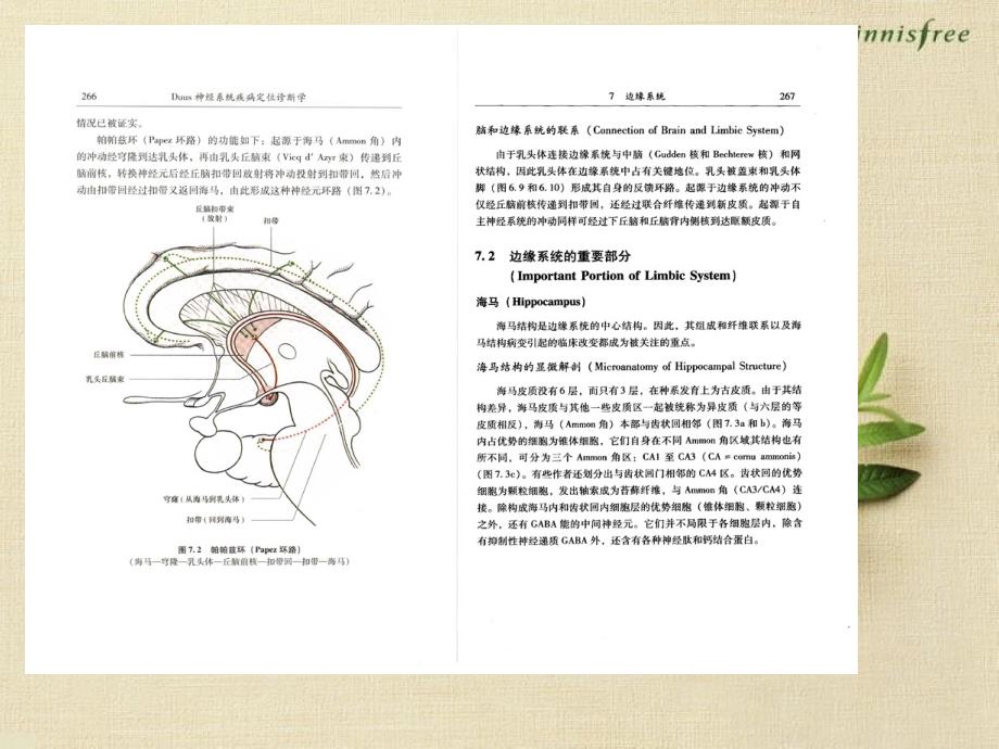 DUUS神经系统疾病定位诊断学07.08-边缘系统、基底神经节-医学资料_第2页