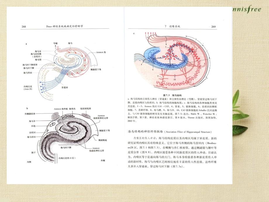 DUUS神经系统疾病定位诊断学07.08-边缘系统、基底神经节-医学资料_第3页