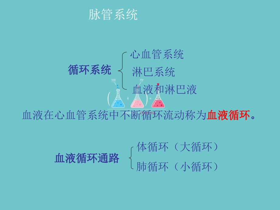 人体解剖生理学脉管系统药学_第3页