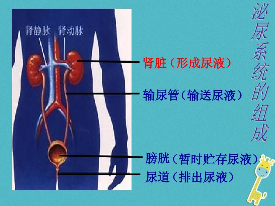 2018学年七年级生物下册 11.2尿的形成和排出课件 （新版）北师大版_第3页