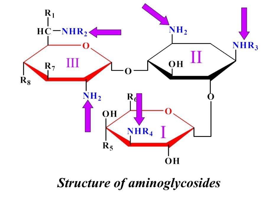 氨基糖苷类抗生素2008-医学资料_第5页