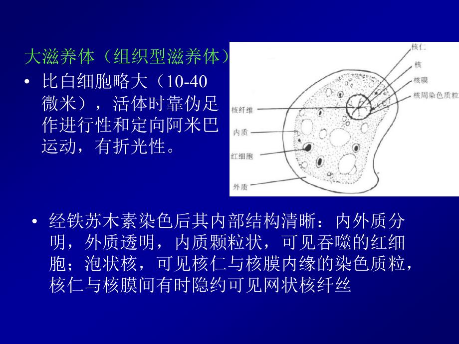 Parasite寄生虫2-医学原虫-叶足虫-医学资料_第4页