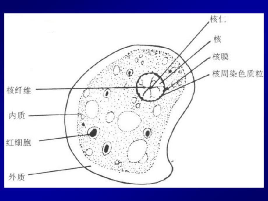 Parasite寄生虫2-医学原虫-叶足虫-医学资料_第5页