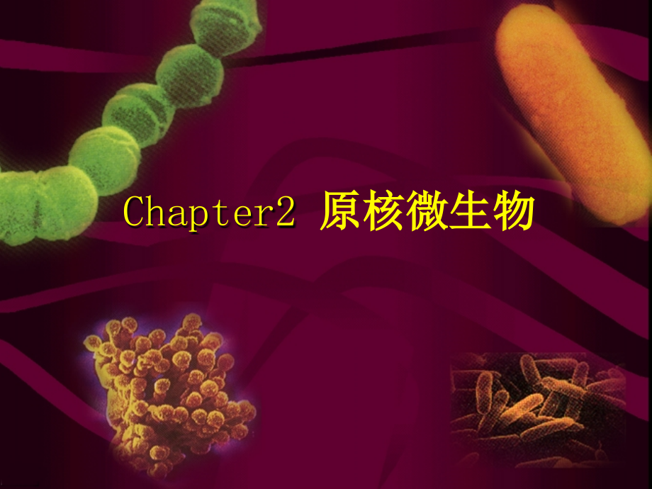 Chapter2原核微生物-医学资料_第1页