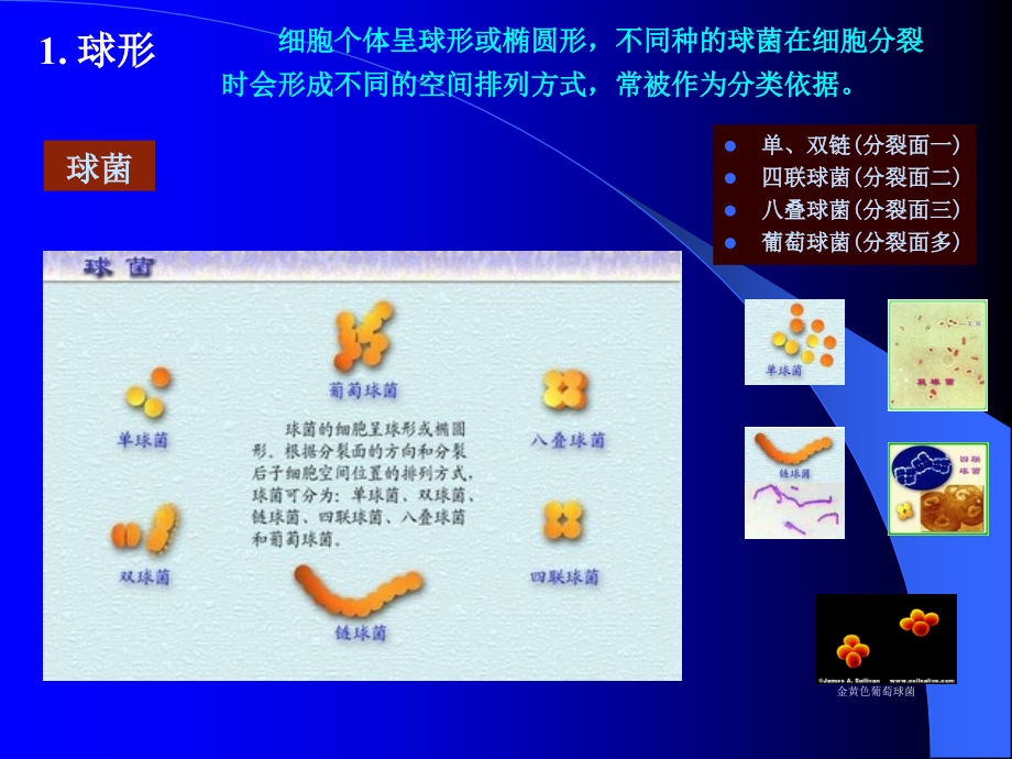 Chapter2原核微生物-医学资料_第4页