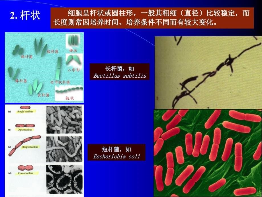 Chapter2原核微生物-医学资料_第5页