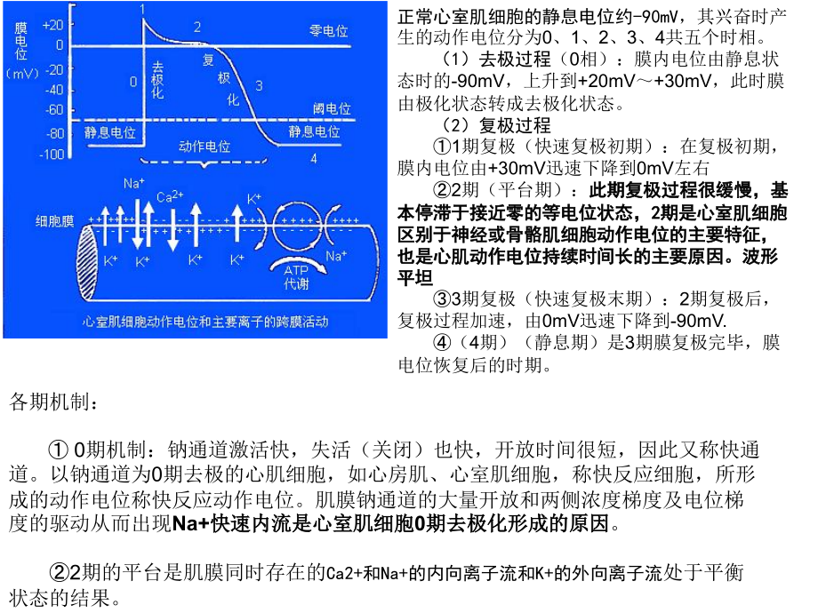 hk-19第十六章 心血管系统药物-医学资料_第2页