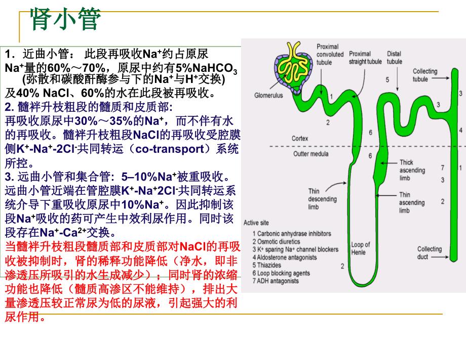 Diuretics第二十三章 利尿药-医学资料_第3页