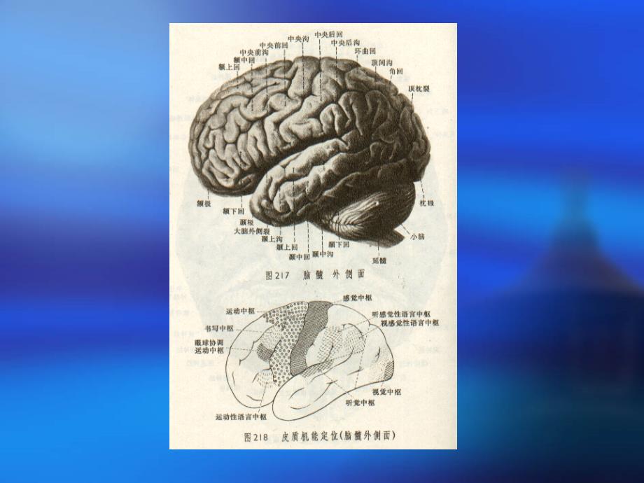 康复护理中康复治疗的理论基础-医学资料_第3页