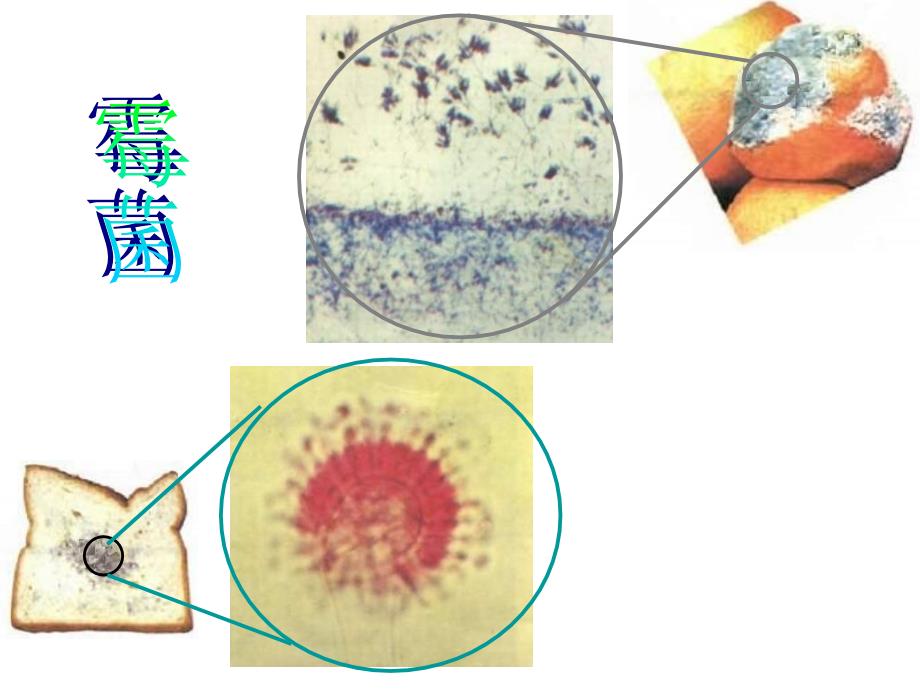 八年级生物细菌-真菌和病毒-医学资料_第3页