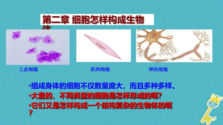 七年级生物上册 第二单元 第二章 第一节 细胞通过分裂产生新细胞课件 （新版）新人教版_第2页