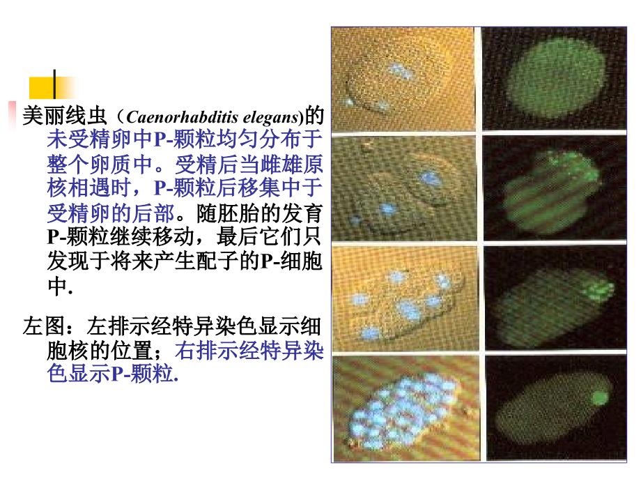 A-第1章 生殖细胞的发生-医学资料_第3页