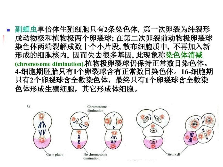 A-第1章 生殖细胞的发生-医学资料_第5页