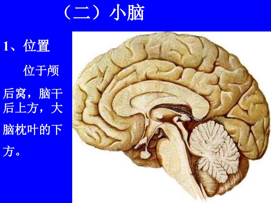 B、(3)脑干讲课课件小脑-医学资料_第1页