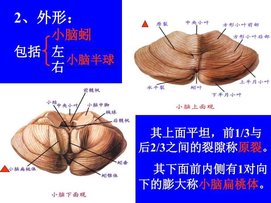 B、(3)脑干讲课课件小脑-医学资料_第3页