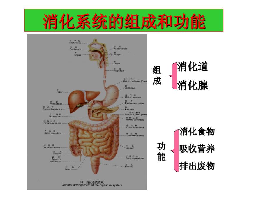 病理第8版课件-消化系统疾病-医学资料_第2页