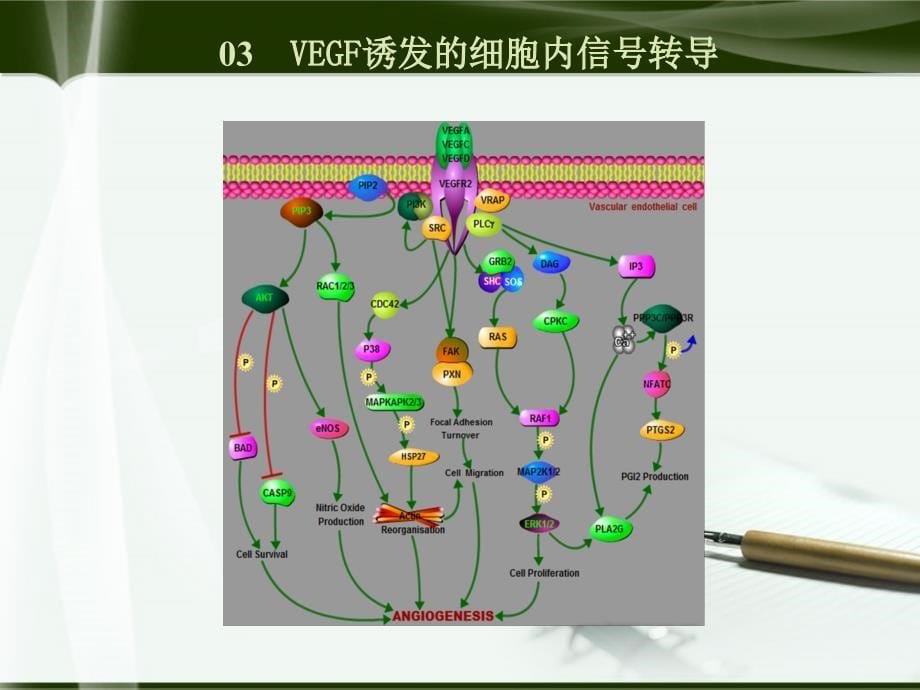 VEGF(血管内皮生长因子)-医学资料_第5页