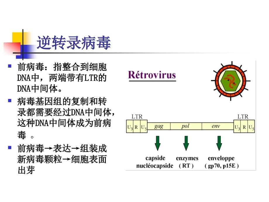 癌基因与抑癌基因14研-医学资料_第5页