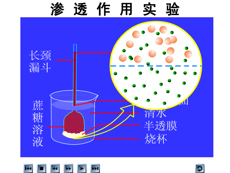 必修1-04-01物质跨膜运输的实例-医学资料_第4页