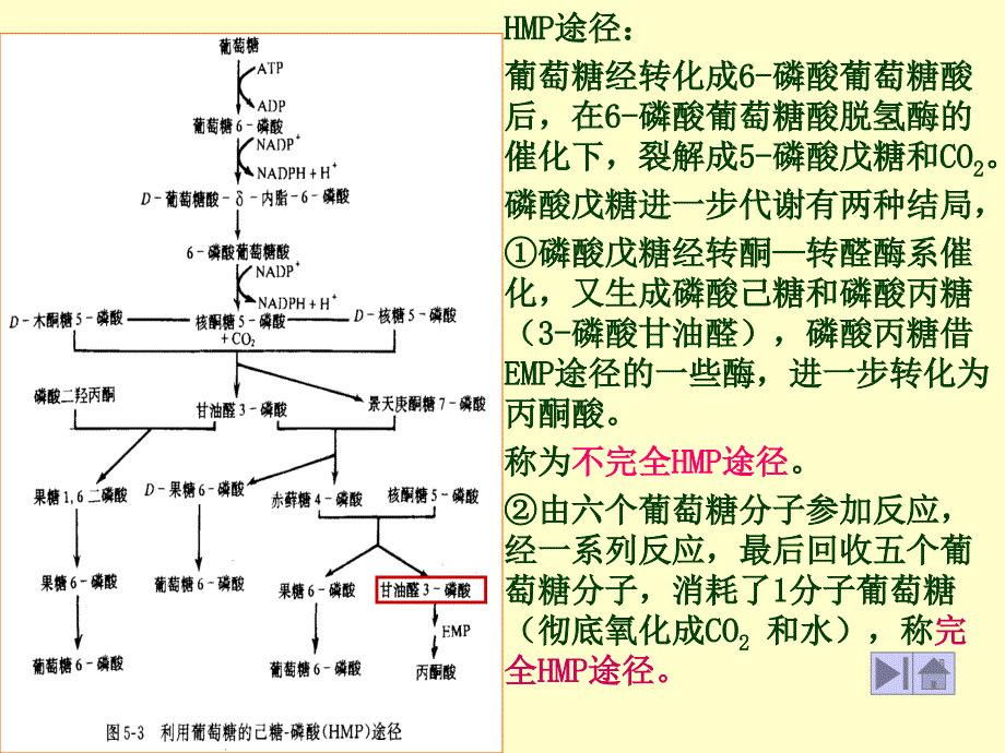 HMP途径 (戊糖磷酸途径)-医学资料_第3页