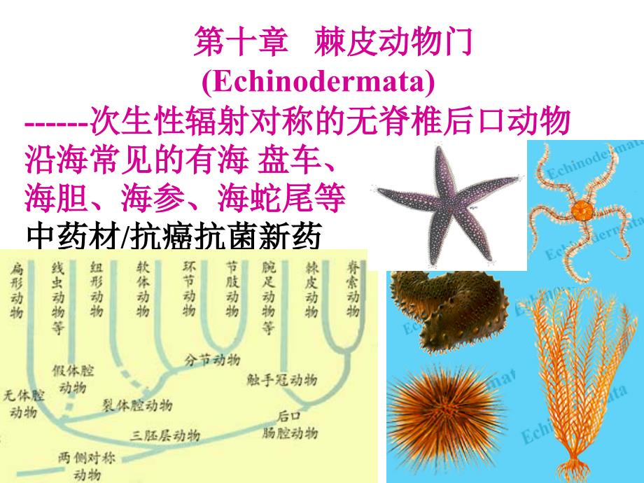 ch10棘皮动物-医学资料_第1页