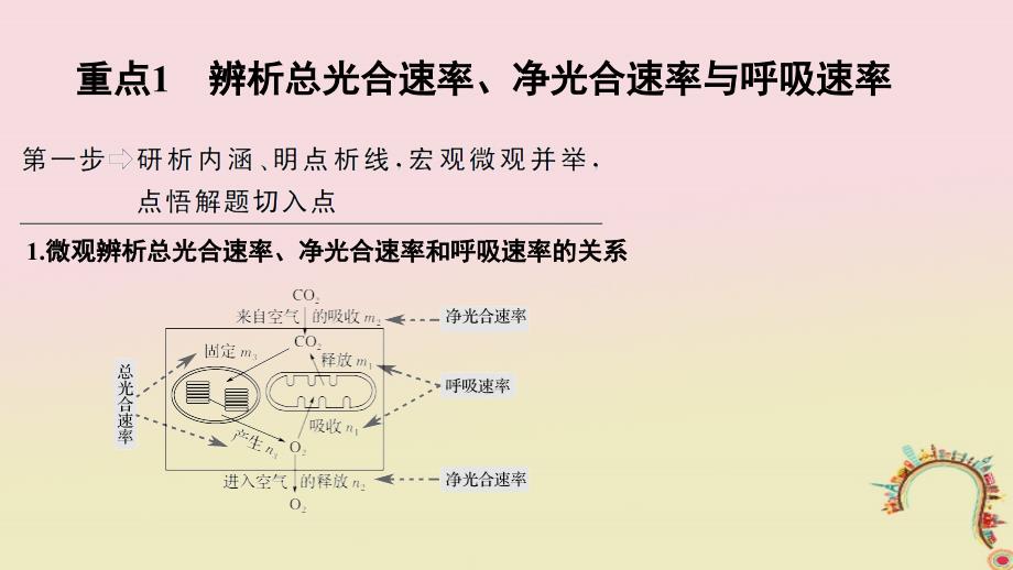 2019版高考生物一轮复习 第三单元 细胞的新陈代谢 补上一课2“三率”测定及相关实验设计创新备考课件 中图版_第3页