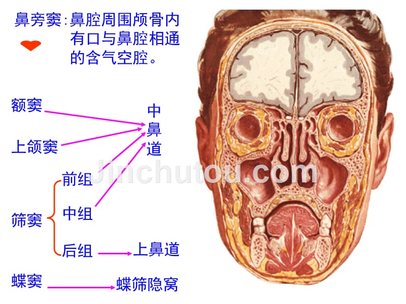 A--信息本科呼吸系-医学资料_第3页