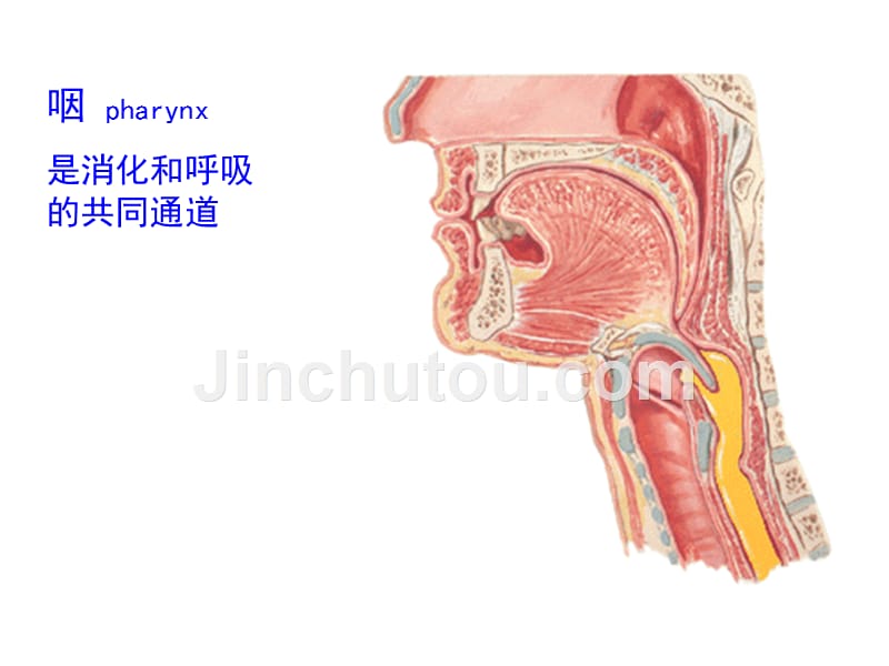 A--信息本科呼吸系-医学资料_第4页