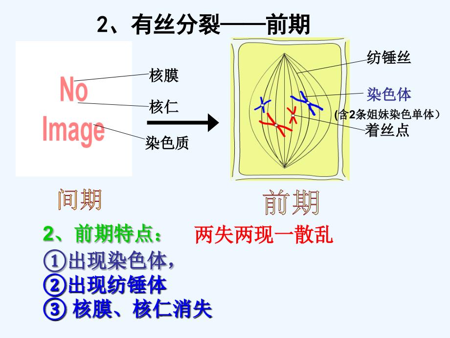 减数分裂前复习有丝_第3页