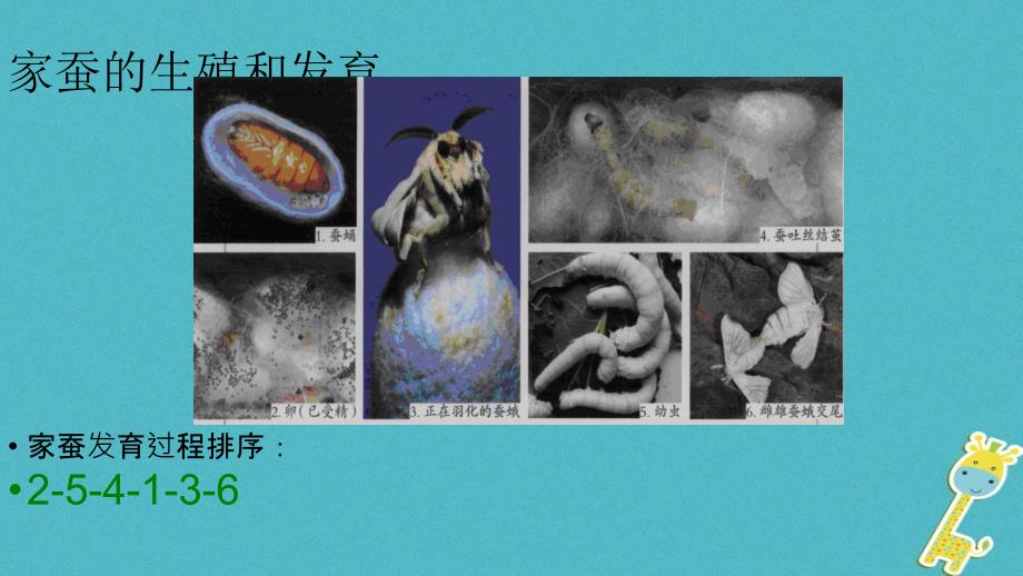 八年级生物下册 7.1.2昆虫的生殖和发育课件1 （新版）新人教版_第4页