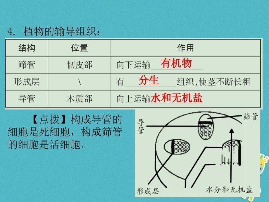 广东省2018年中考生物 第三单元 生物圈中的绿色植物 第三章 第四章 绿色植物与生物圈的水循环 光合作用的相关实验课件_第5页