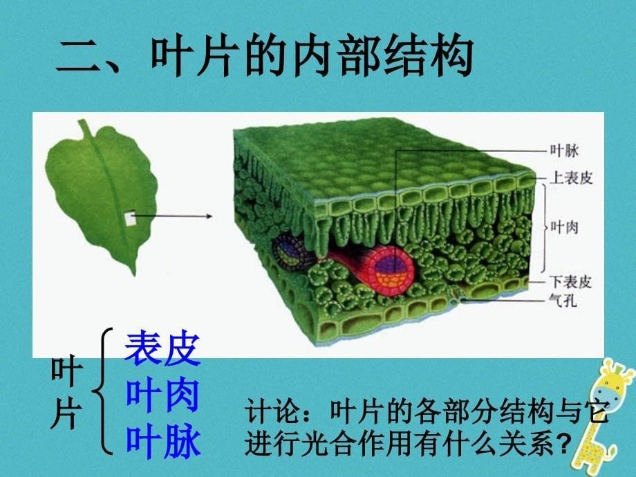 江西省万载县八年级生物上册 3.3.3光合作用的场所课件 （新版）冀教版_第5页