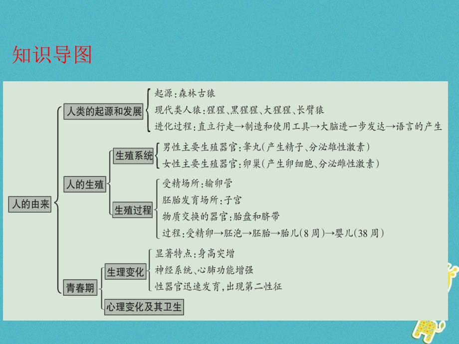 广东省2018年中考生物 第四单元 生物圈中的人 第一章 人的由来课件_第3页