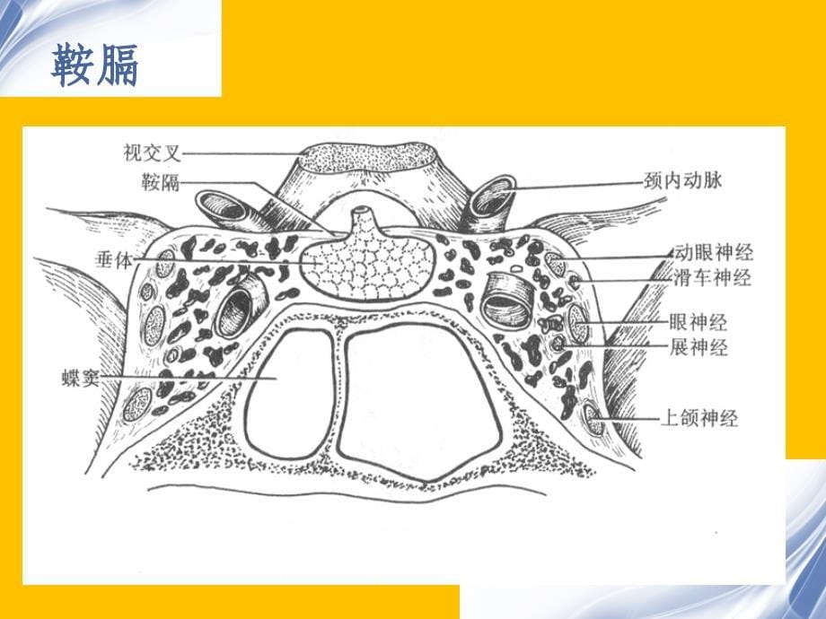 疑难病例读片 断层解剖学_蝶鞍区_第5页