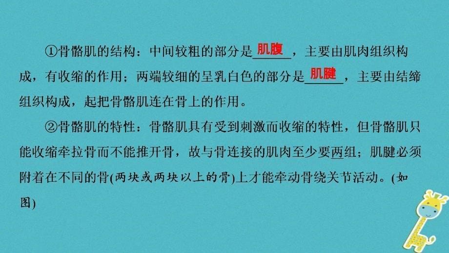 河南省2018年中考生物总复习 第1部分 第5单元 第2章 第3章 动物的运动和行为、动物在生物圈中的作用课件_第5页