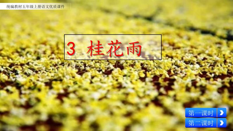 部编人教版五年级上册语文《3 桂花雨(3)》PPT课件_第2页