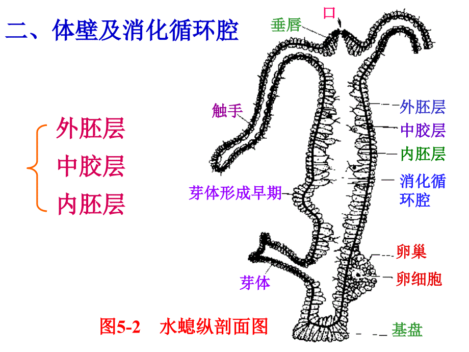 第五腔肠动物门Coelenterata_第3页