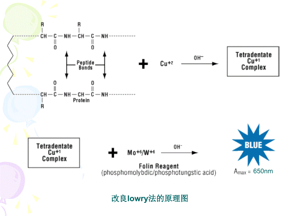 蛋白浓度的测定-医学资料_第4页