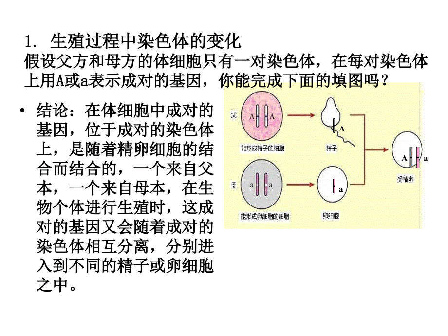 第20章生物的遗传与变异-医学资料_第3页