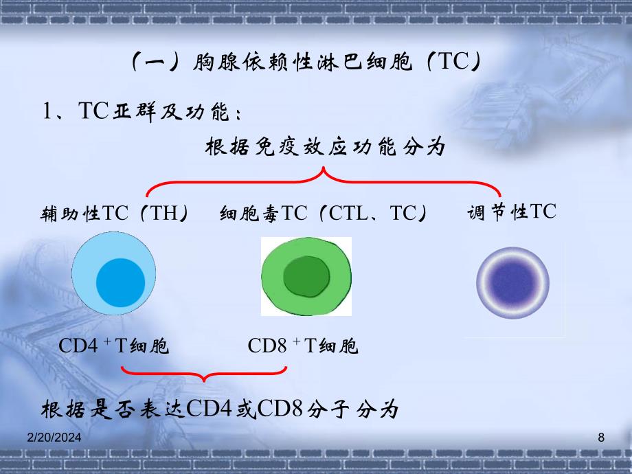 第五章免疫系统_第4页