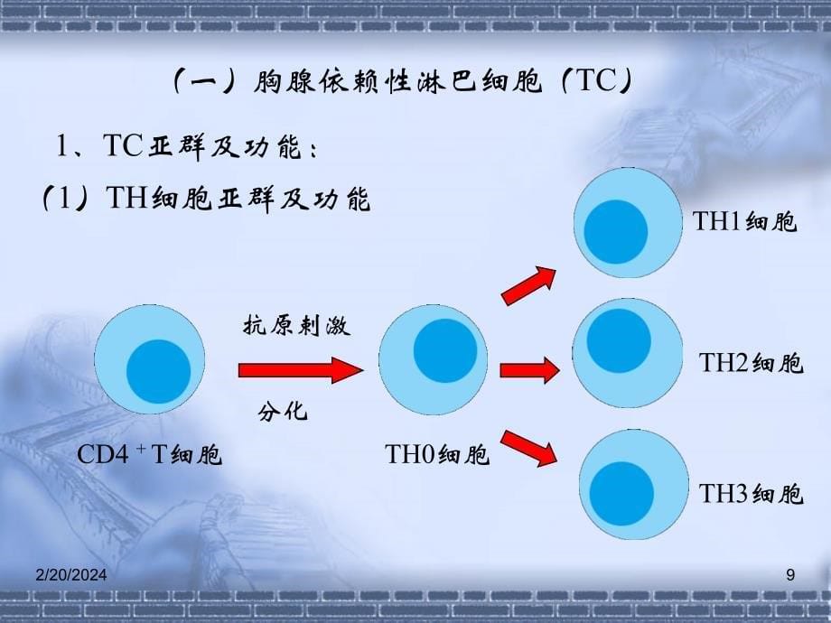 第五章免疫系统_第5页