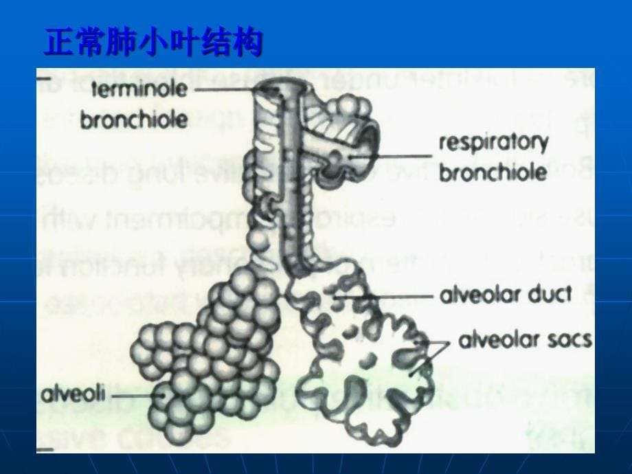 肺通气_第5页