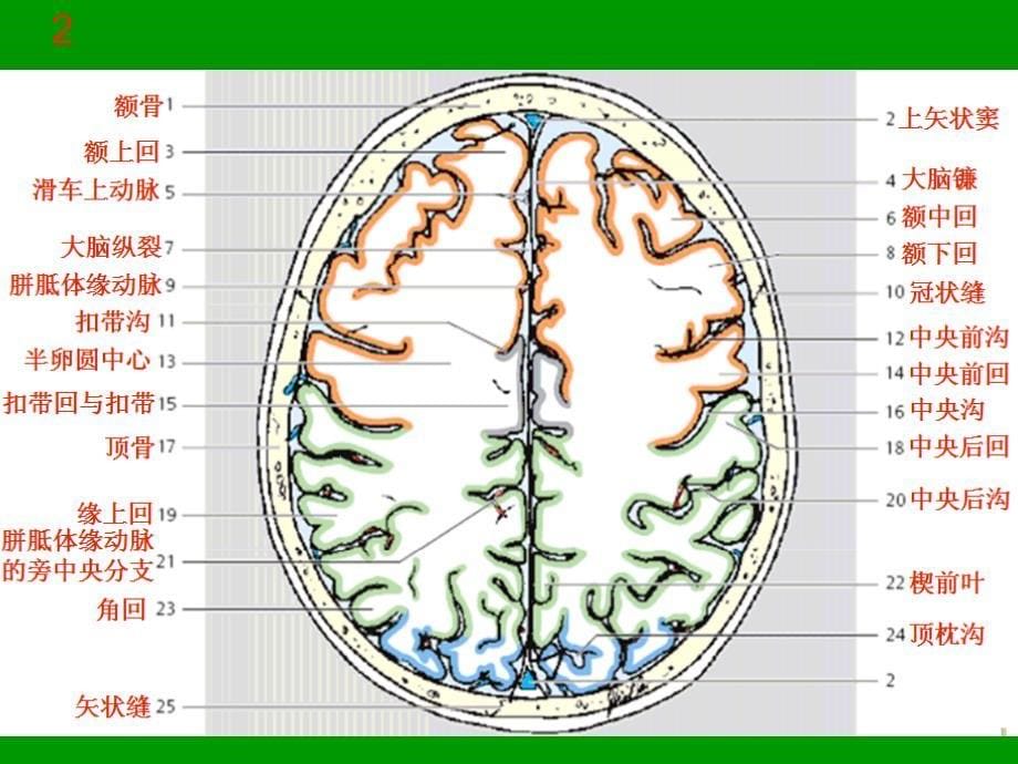 颅脑MRI断层解剖与影像_第5页