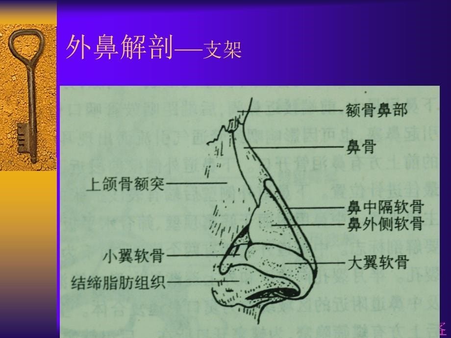 鼻的解剖生理-医学资料_第5页