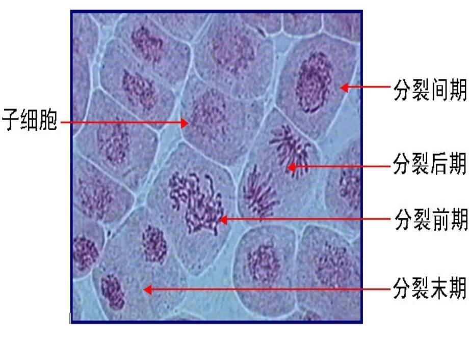 观察洋葱根尖分生组织细胞的有丝分裂_第3页